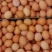 刚开裆小鸡蛋.