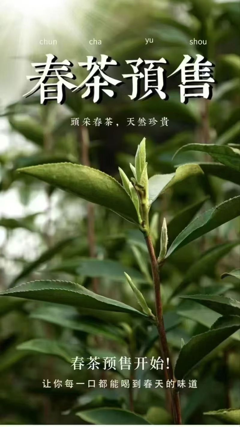 早安！春茶**鲜｜2026头采白毫银针预售开启[勾引]