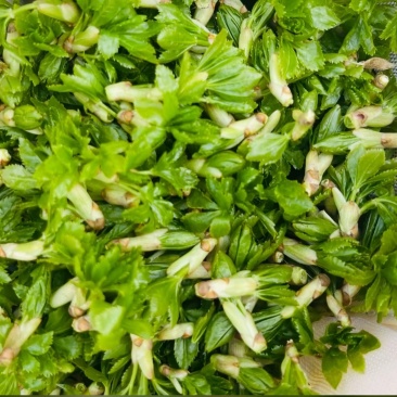 甘肃天水五叶野菜