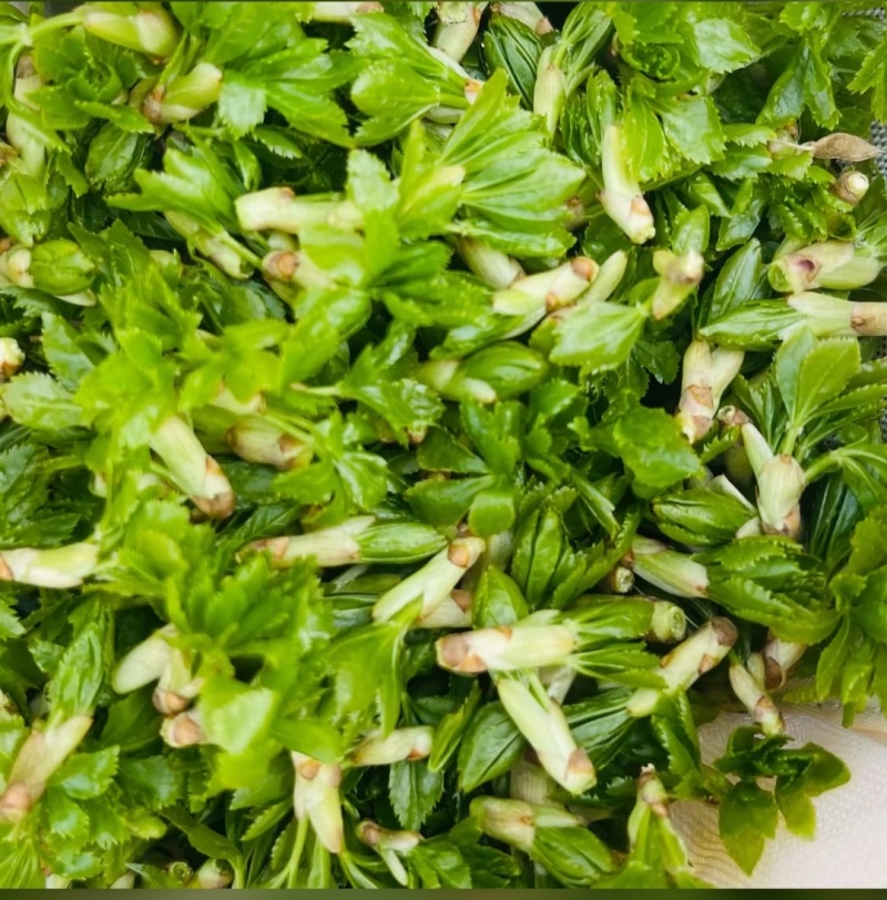甘肃天水五叶野菜