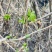 甘肃天水五叶野菜
