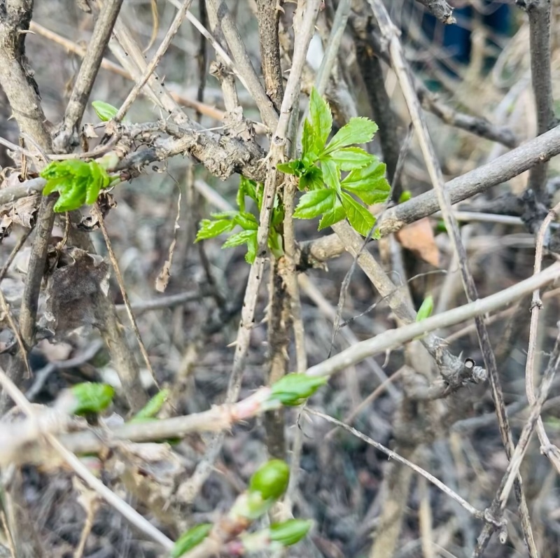 甘肃天水五叶野菜