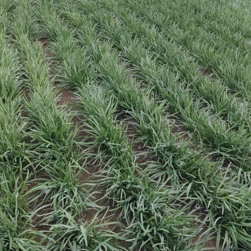 望都本地韭菜产地直供新鲜无黄叶量大价优