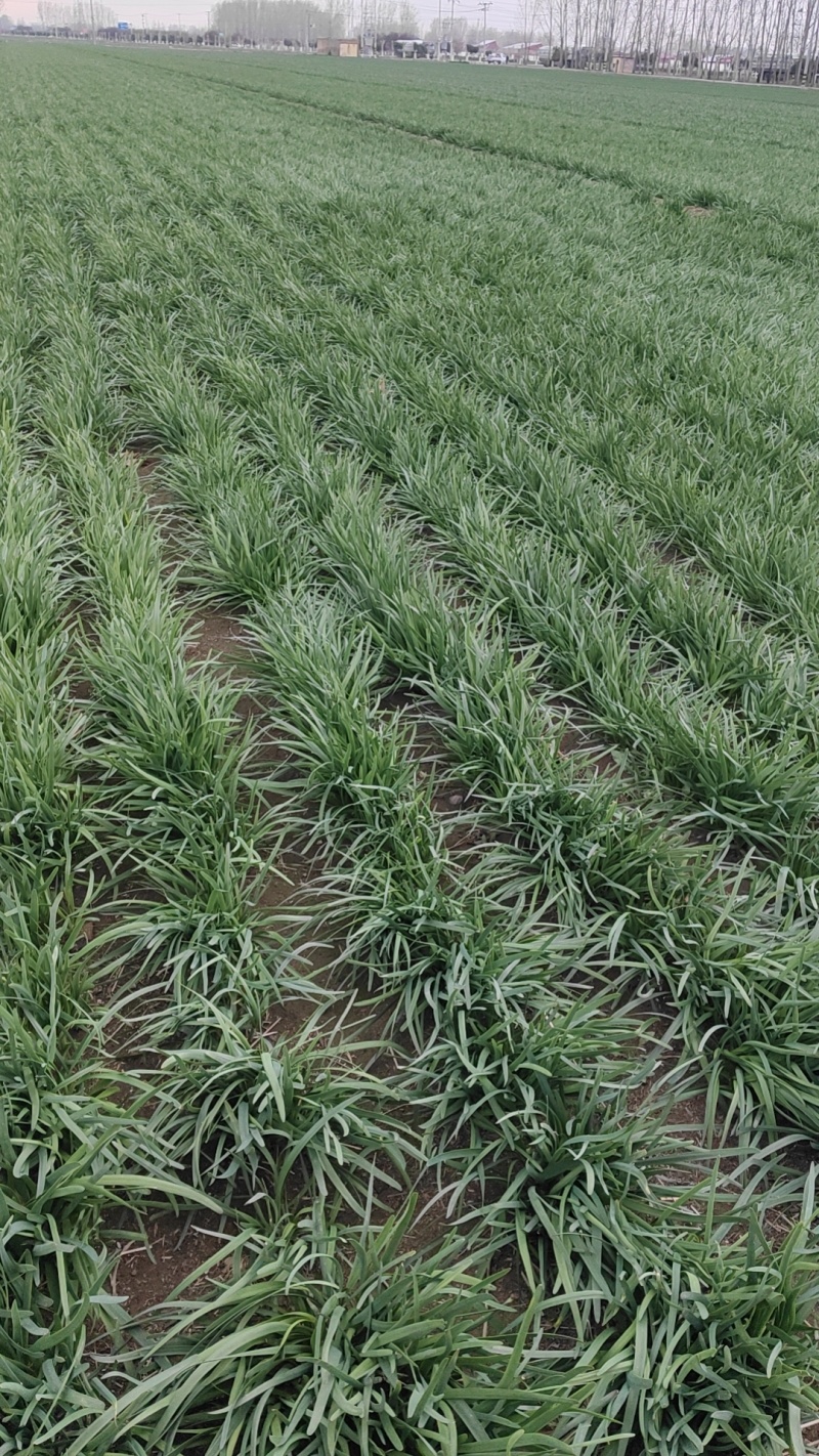 望都本地韭菜产地直供新鲜无黄叶量大价优
