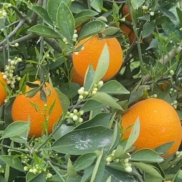 奉节脐橙