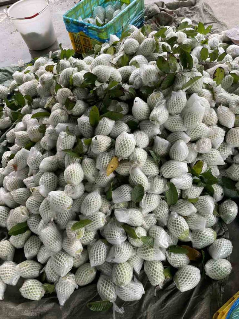番石榴（芭乐）量大，货优，全品类，欢迎订购
