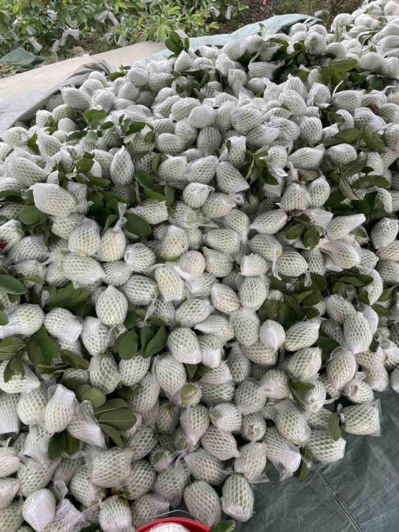 番石榴（芭乐）量大，货优，全品类，欢迎订购