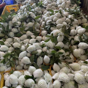 番石榴（芭乐）量大，货优，全品类，欢迎订购
