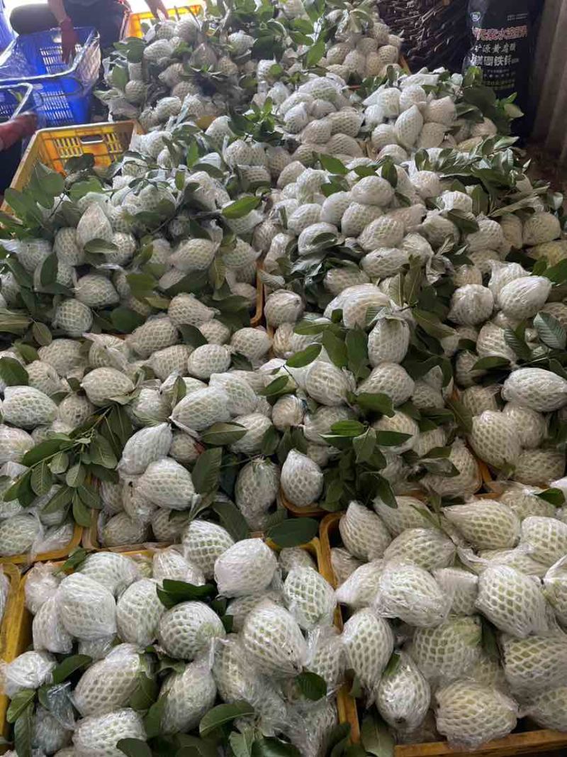 番石榴（芭乐）量大，货优，全品类，欢迎订购