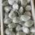 番石榴（芭乐）量大，货优，全品类，欢迎订购