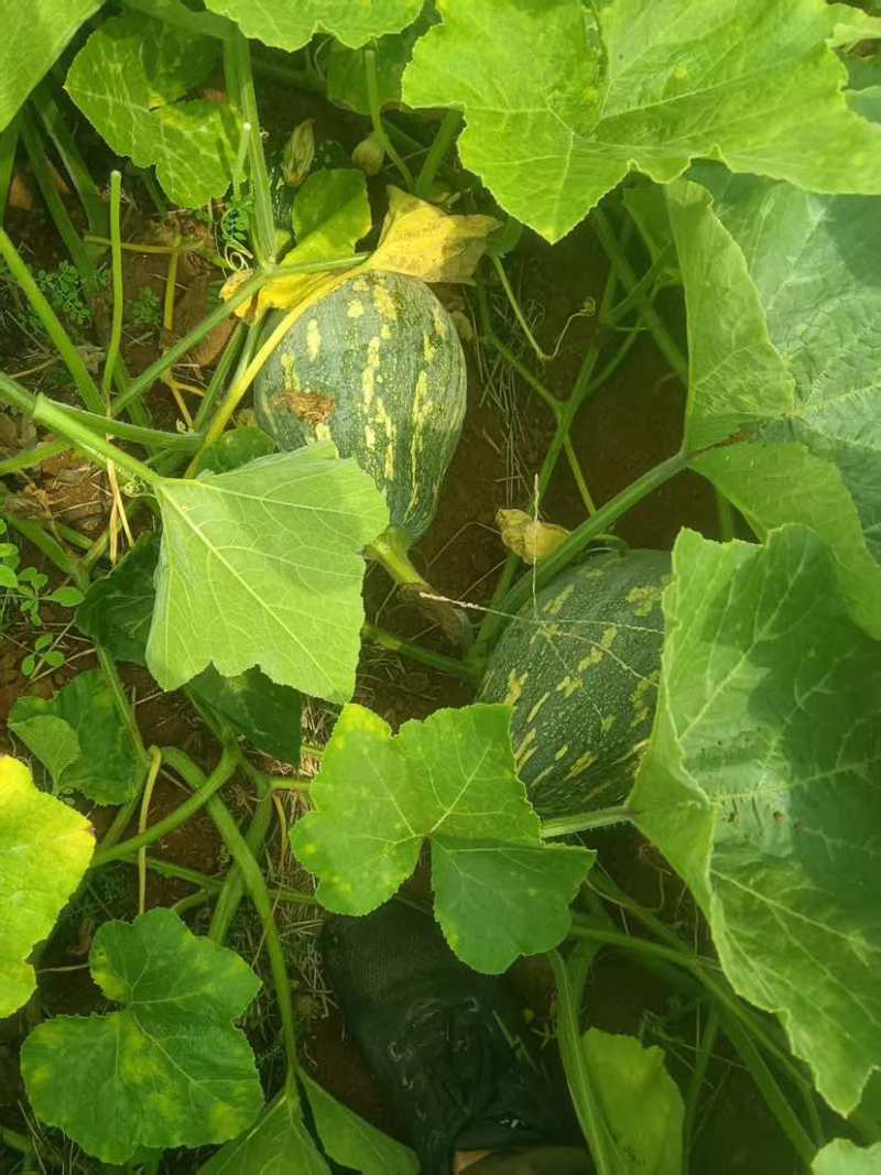 湛江遂溪洋青镇2万斤香芋南瓜统货产地直供整车批发