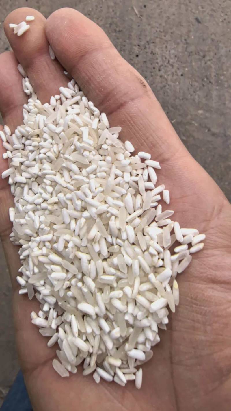湖北色选腹白米酒米喂鸡喂鸭猪狗饲料米加工便宜