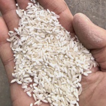 湖北色选腹白米酒米喂鸡喂鸭猪狗饲料米加工便宜