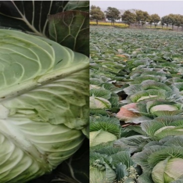 寒将军扁包菜量大管饱