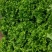 山东青岛生菜