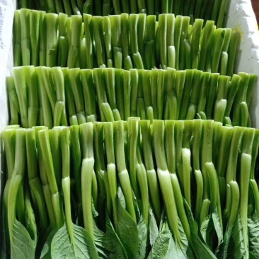 广东菜心