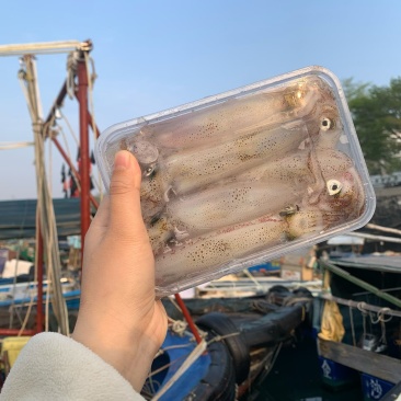 子弹鱿35一盒