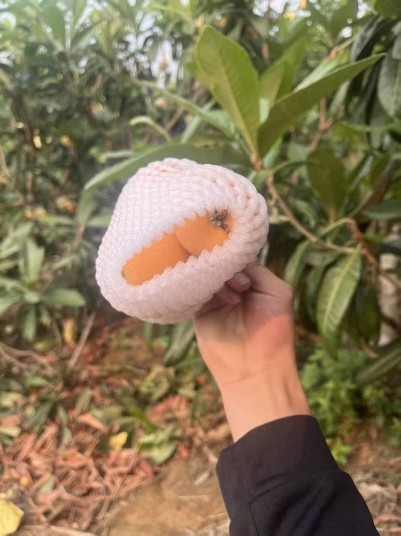 品种：解放中枇杷