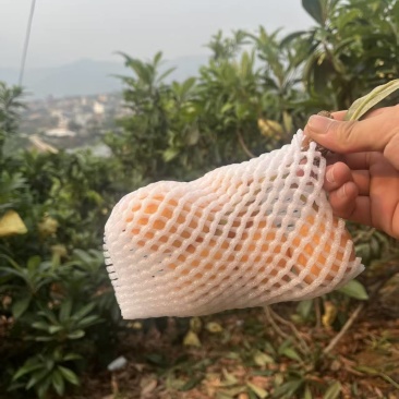 品种：解放中枇杷