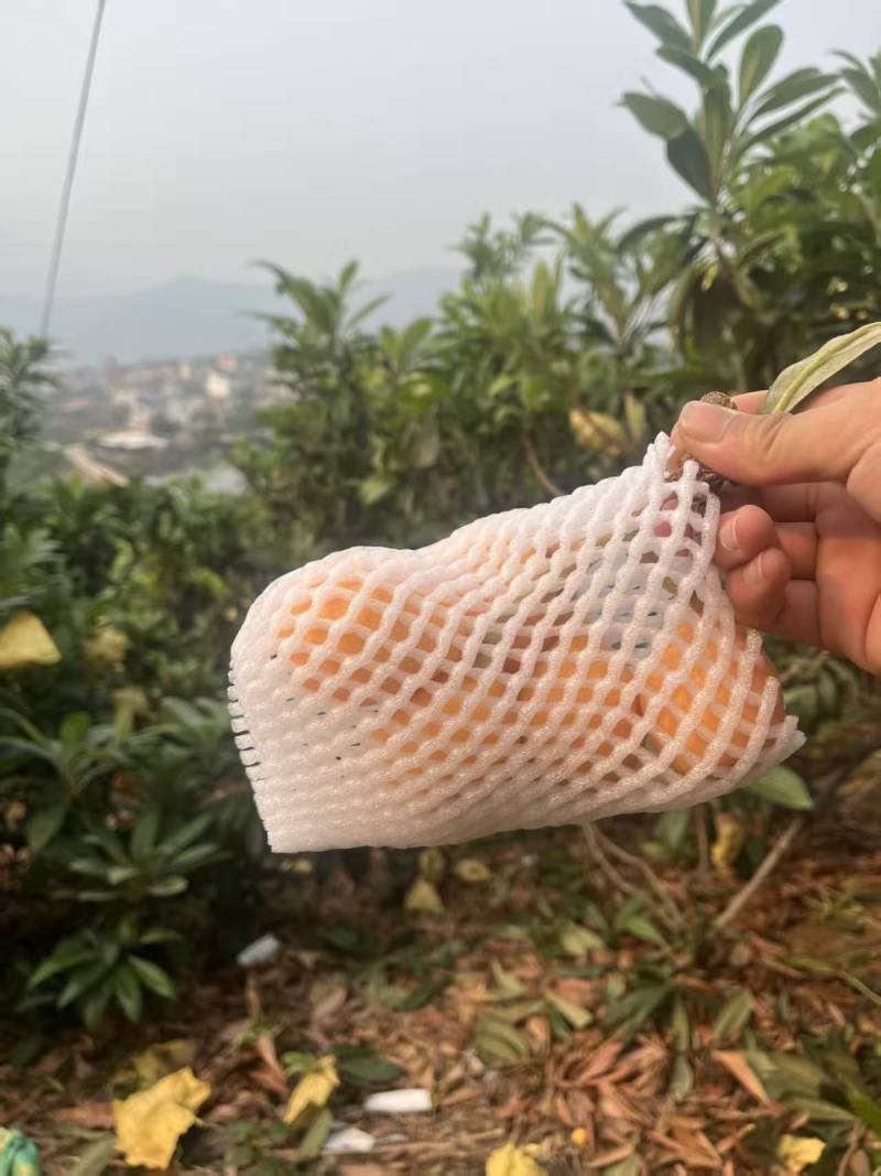 品种：解放中枇杷