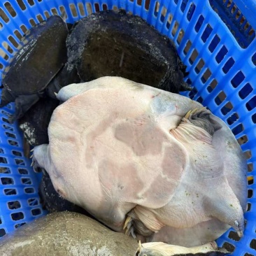 汉寿生态甲鱼