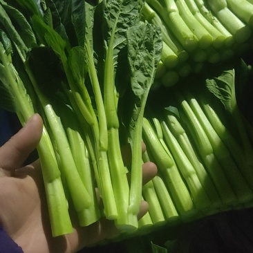 新鲜菜心