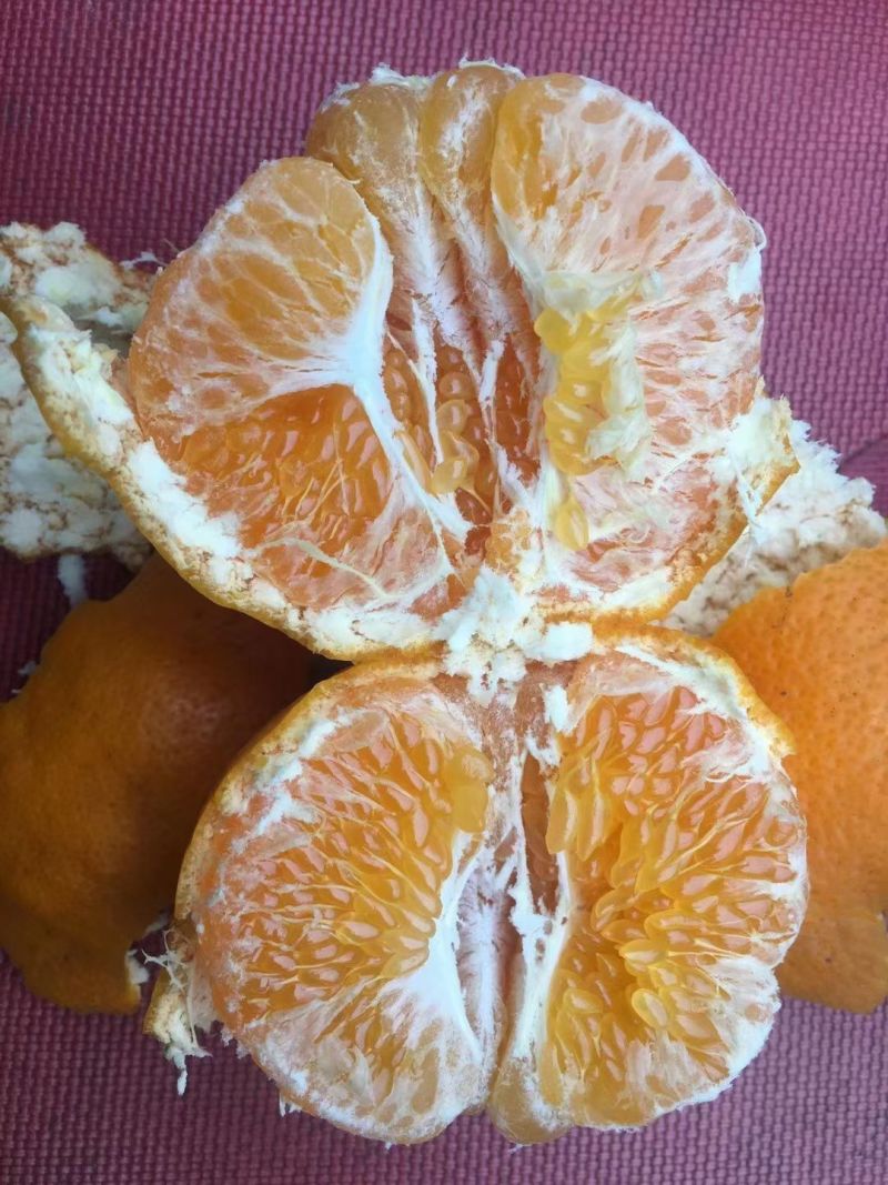耙耙柑