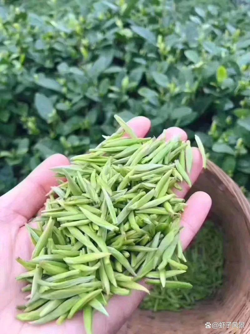 湄潭精品翠芽