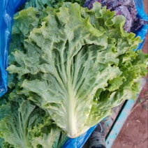 生菜