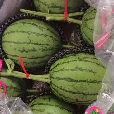 山东寿光代收代发羊角蜜博洋小西瓜蜜源西州蜜网纹玉菇