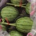 山东寿光代收代发羊角蜜博洋小西瓜蜜源西州蜜网纹玉菇