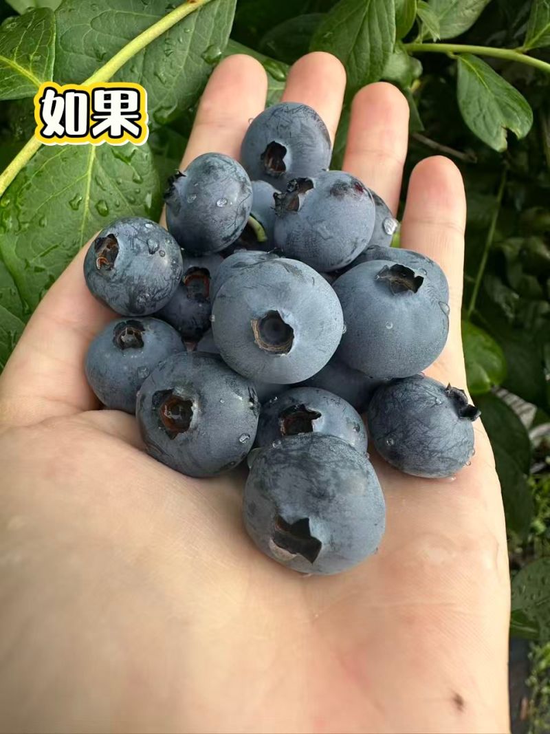 不是现货，还有十几天到采摘期，有意向的提前联系价格好商量。