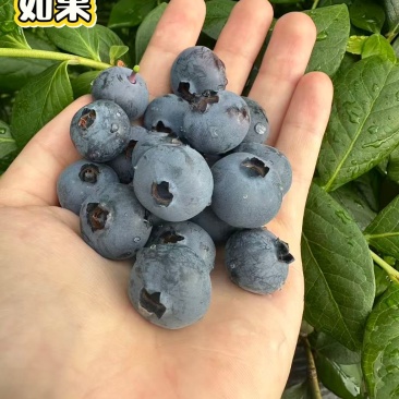 不是现货，还有十几天到采摘期，有意向的提前联系价格好商量。