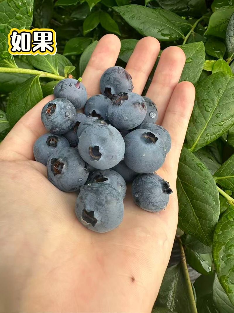 不是现货，还有十几天到采摘期，有意向的提前联系价格好商量。