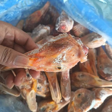 带舌番鸭头2吨左右