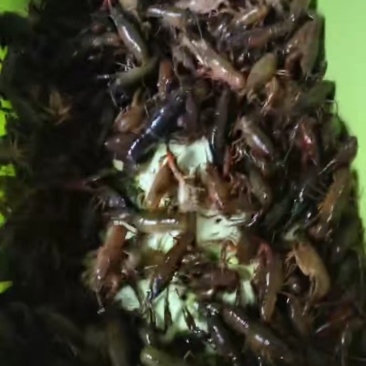 小龙虾，小清，中清，大清