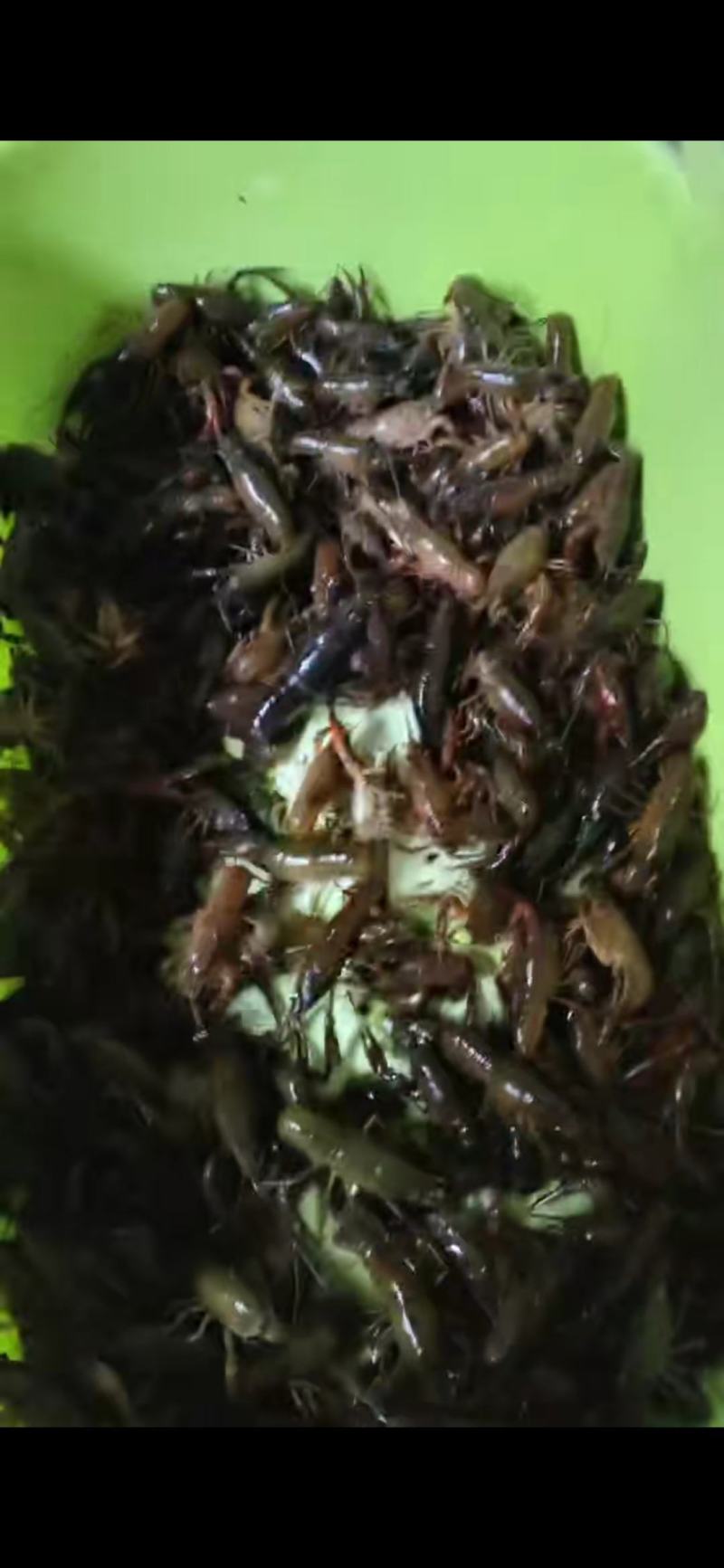 小龙虾，小清，中清，大清