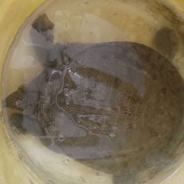 甲鱼
