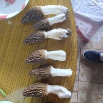 羊肚菌