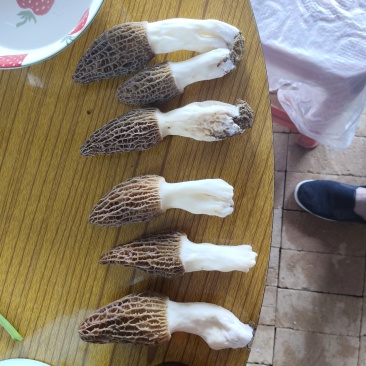 羊肚菌