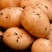 土豆种子微型薯