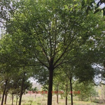 香樟14公分
