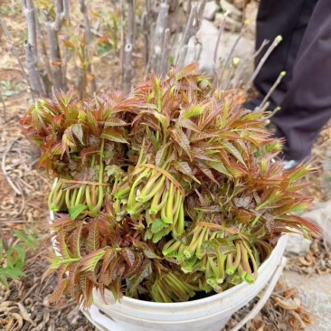 沂蒙山头茬香椿芽。