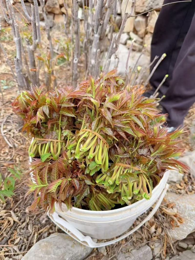 沂蒙山头茬香椿芽。