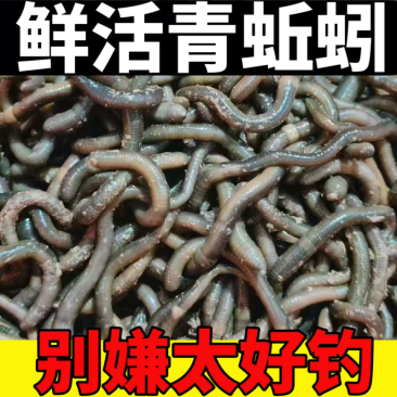 青蚯蚓