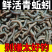 青蚯蚓