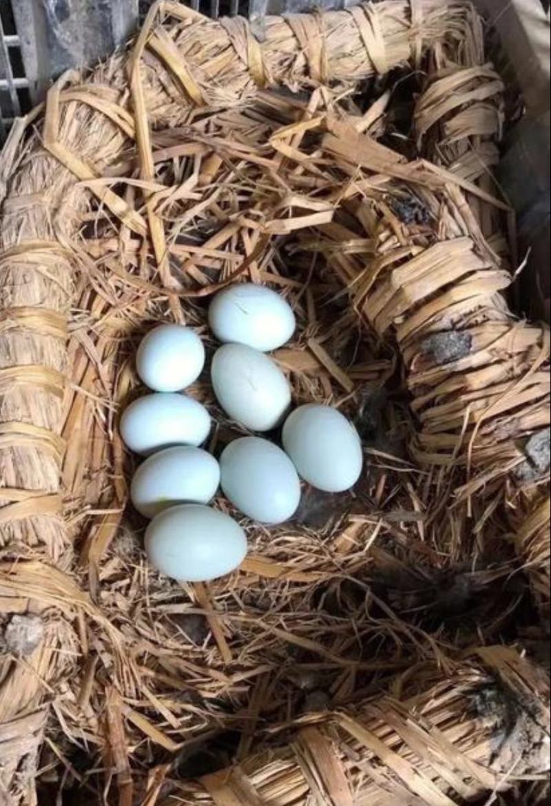 散养绿壳土鸡蛋