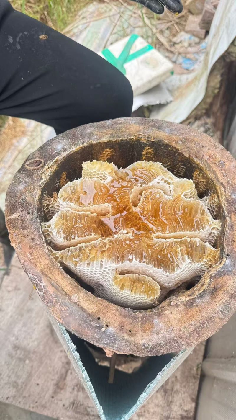土蜂蜜