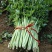 3万斤香芹急售，价格有优势，老板们快来