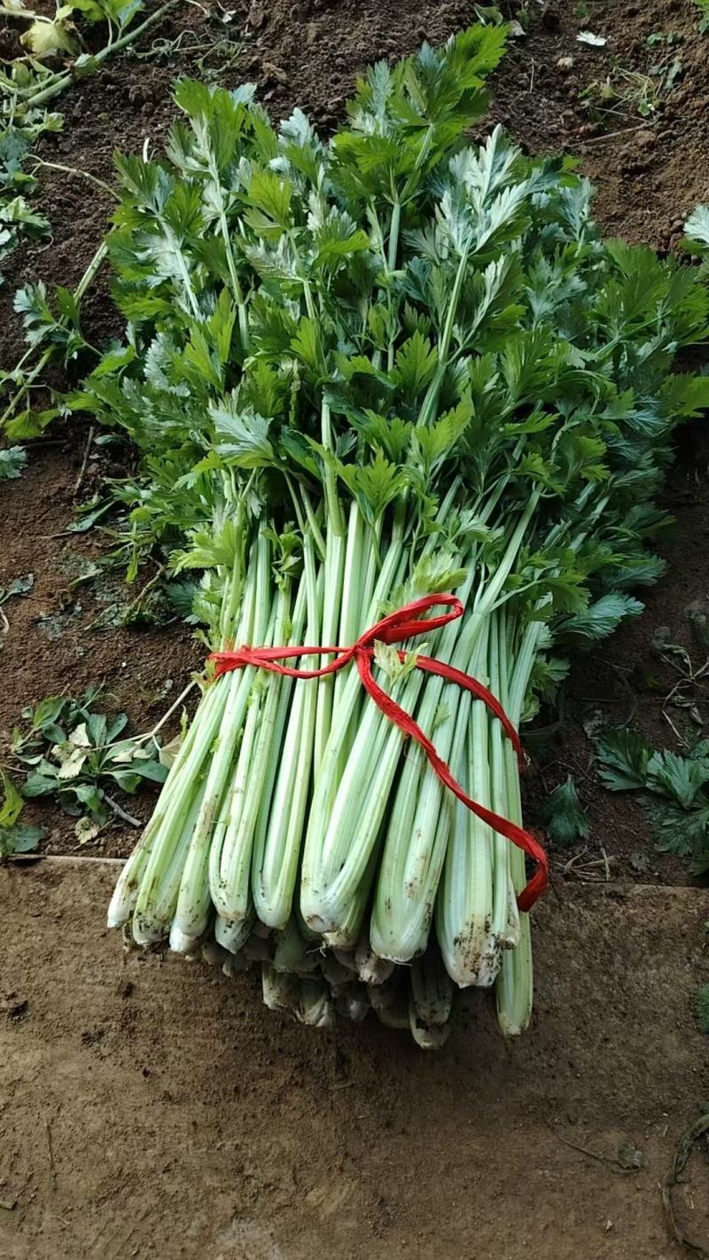 3万斤香芹急售，价格有优势，老板们快来